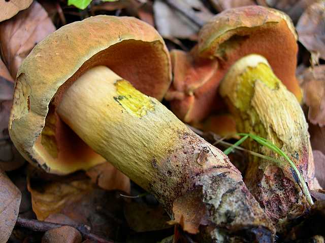 2005 :  Un anno di funghi